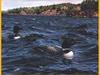 Common Loon pair (Gavia immer)