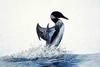 [Painting] Common Loon (Gavia immer)