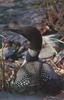 Common Loon on nest (Gavia immer)