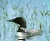 Common Loon (Gavia immer)