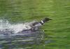 Common Loon (Gavia immer)