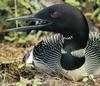 Common Loon (Gavia immer)