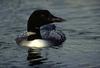 Common Loon (Gavia immer)