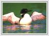 Common Loon flapping (Gavia immer)