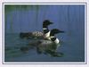 Common Loon pair (Gavia immer)