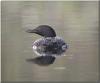 Common Loon (Gavia immer)