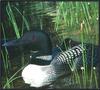 Common Loon mother and chicks (Gavia immer)