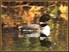 Common Loon mother and chicks (Gavia immer)