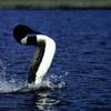 Common Loon (Gavia immer)