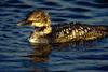 Common Loon (Gavia immer)