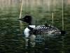 Common Loon mother and chick (Gavia immer)