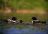 Common Loon family (Gavia immer)