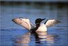 Common Loon flapping (Gavia immer)