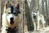 Dog - Siberian Husky (Canis lupus familiaris)