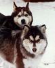 Dogs - Siberian Husky (Canis lupus familiaris)