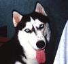 Dog - Siberian Husky (Canis lupus familiaris)