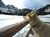 Dog - Siberian Husky (Canis lupus familiaris)