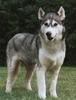 Dog - Siberian Husky (Canis lupus familiaris)