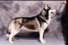 Dog - Siberian Husky (Canis lupus familiaris)