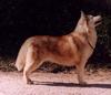 Dog - Siberian Husky (Canis lupus familiaris)