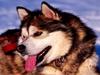 Dog - Siberian Husky (Canis lupus familiaris)