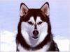 Dog - Siberian Husky (Canis lupus familiaris)