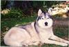 Dog - Siberian Husky (Canis lupus familiaris)