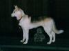 Dog - Siberian Husky (Canis lupus familiaris)