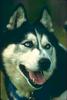 Dog - Siberian Husky (Canis lupus familiaris)