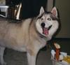 Dog - Siberian Husky (Canis lupus familiaris)