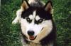 Dog - Siberian Husky (Canis lupus familiaris)