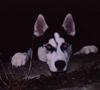 Dog - Siberian Husky (Canis lupus familiaris)