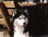 Dog - Siberian Husky (Canis lupus familiaris)