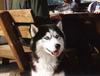 Dog - Siberian Husky (Canis lupus familiaris)