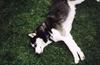 Dog - Siberian Husky (Canis lupus familiaris)