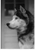 Dog - Siberian Husky (Canis lupus familiaris)