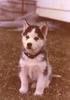 Dog - Siberian Husky puppy (Canis lupus familiaris)