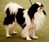 Dog - Japanese Chin (Canis lupus familiaris)