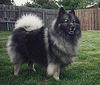 Dog - Keeshond (Canis lupus familiaris)