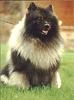 Dog - Keeshond (Canis lupus familiaris)