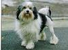 Dog - Lowchen (Canis lupus familiaris)
