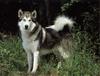 Dog - Alaskan Malamute (Canis lupus familiaris)