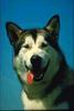 Dog - Alaskan Malamute (Canis lupus familiaris)