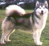 Dog - Alaskan Malamute (Canis lupus familiaris)