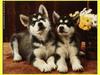 Dog - Alaskan Malamute puppies (Canis lupus familiaris)