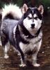 Dog - Alaskan Malamute (Canis lupus familiaris)