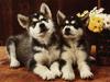 Dogs - Alaskan Malamute puppies (Canis lupus familiaris)