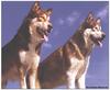 Dogs - Red Alaskan Malamute (Canis lupus familiaris)