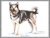 [Painting] Dog - Alaskan Malamute (Canis lupus familiaris)