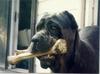 Dog - Neopolitan Mastiff (Canis lupus familiaris)